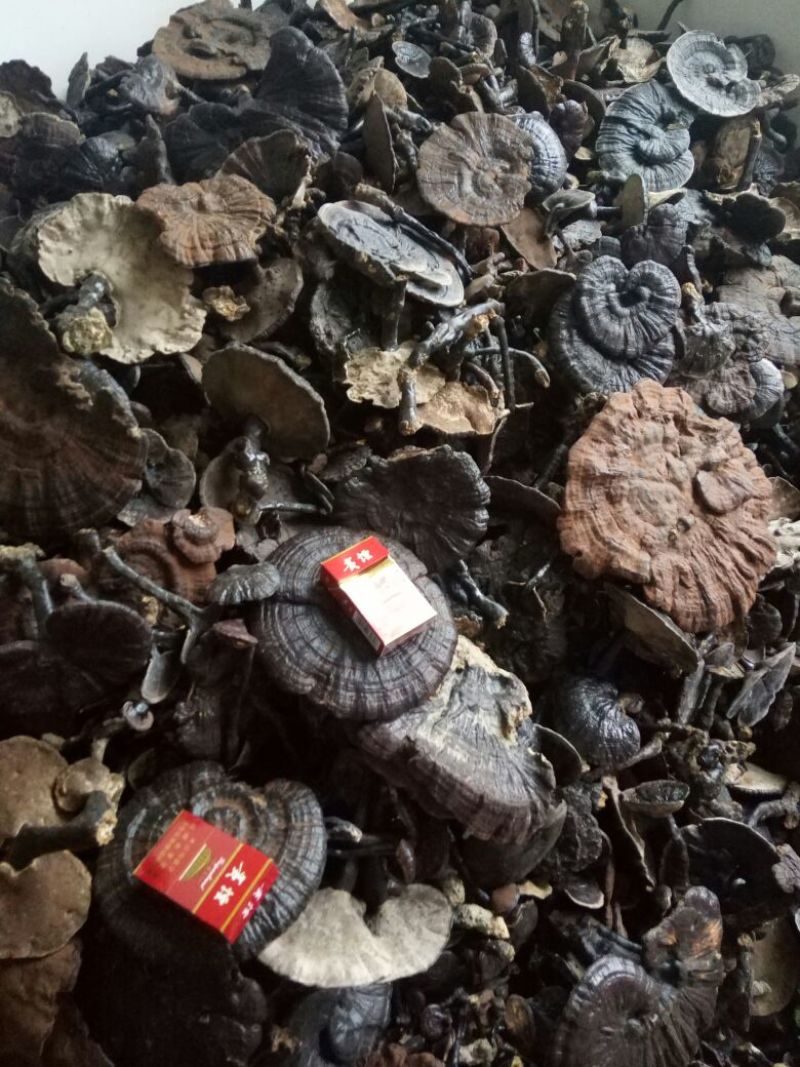 贵州纯野生黑灵芝紫灵芝批发价产地供应
