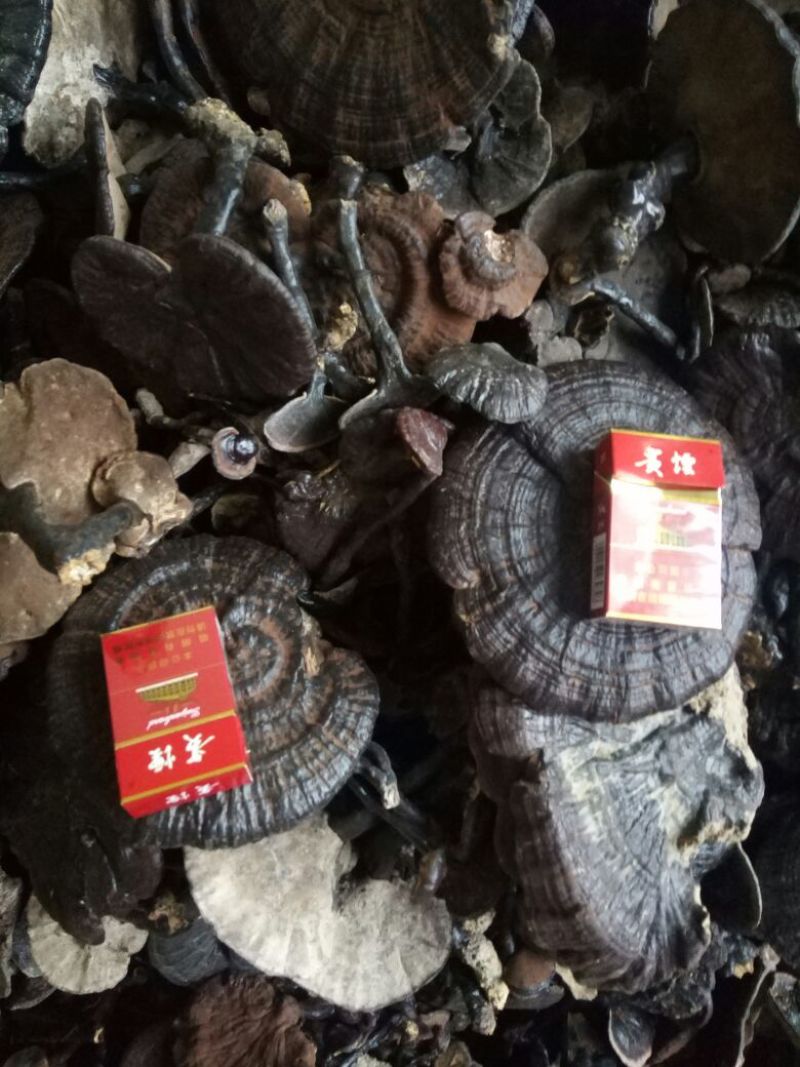 贵州纯野生黑灵芝紫灵芝批发价产地供应