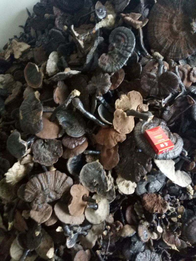 贵州纯野生黑灵芝紫灵芝批发价产地供应