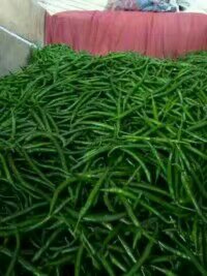忻州.线椒15~20厘米中辣青..精品辣椒.发发