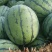 自家基地西瓜保质保量欢迎联系