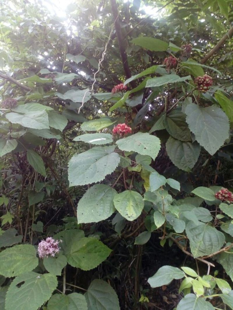 臭牡丹，根据要求处理，需要的老板欢迎来电详谈