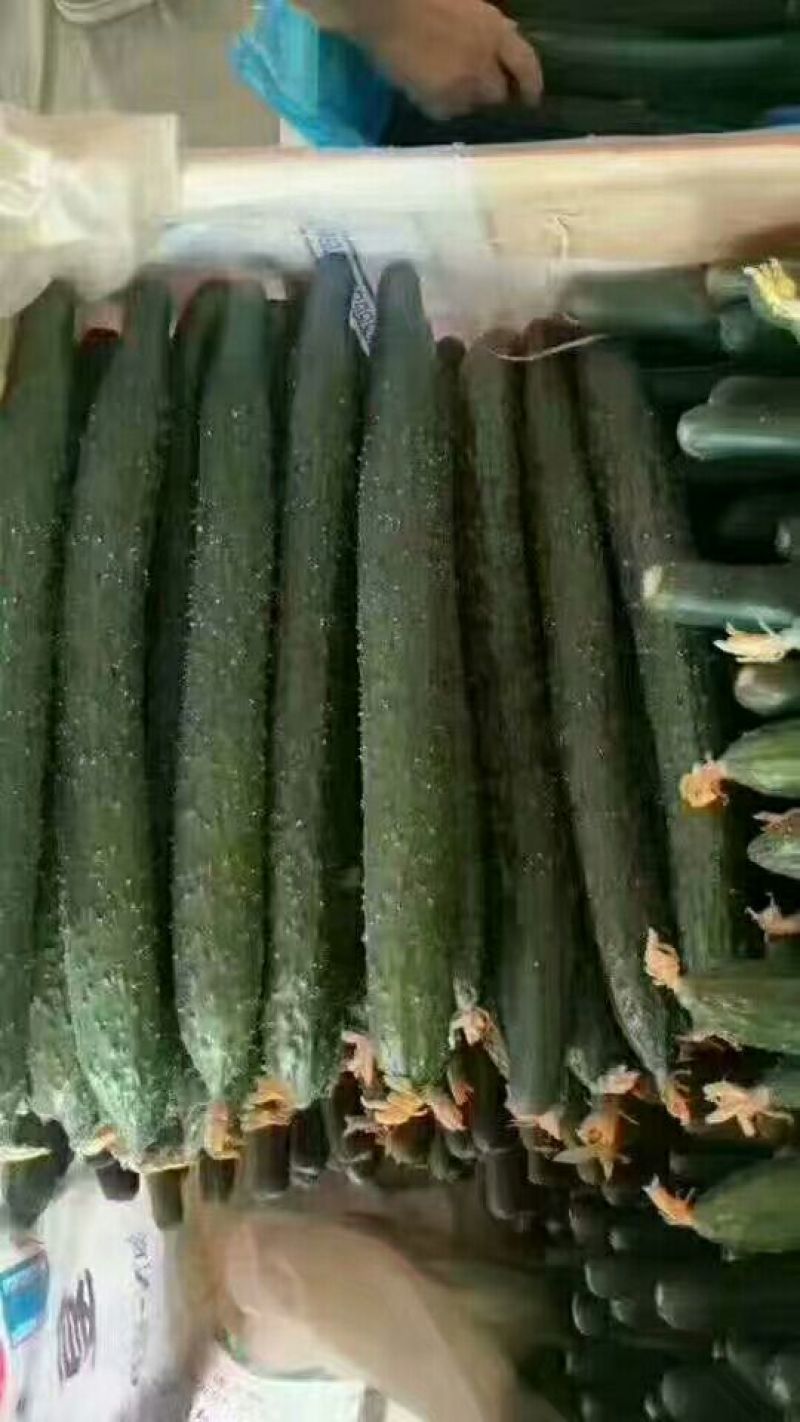 黄瓜30公分以上干花带刺量大，欢迎前来收购