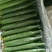 黄瓜30公分以上干花带刺量大，欢迎前来收购