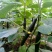 黄瓜30公分以上干花带刺量大，欢迎前来收购