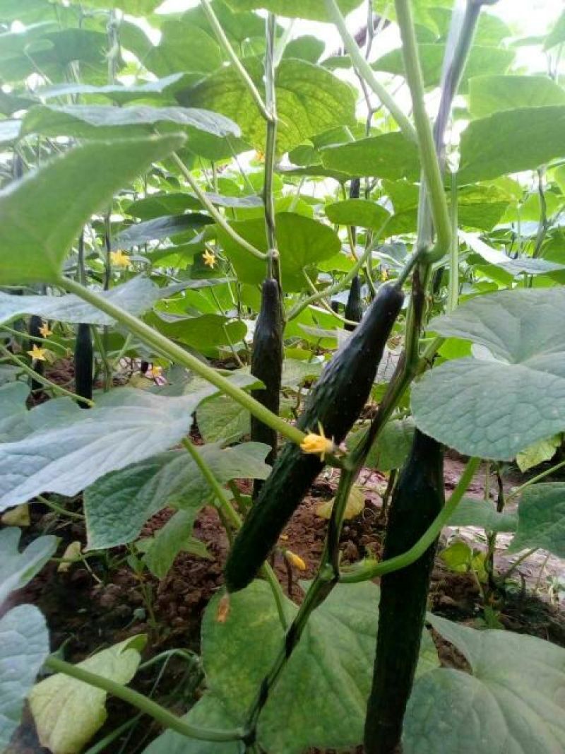 黄瓜30公分以上干花带刺量大，欢迎前来收购