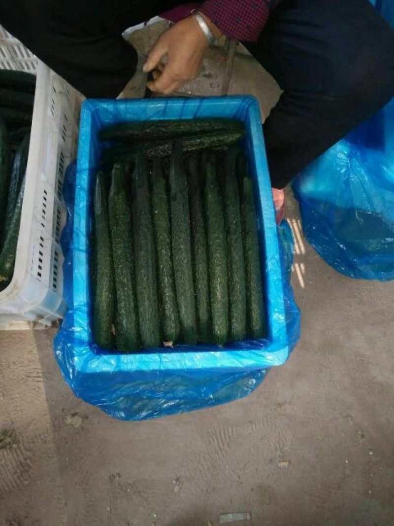 黄瓜30公分以上干花带刺量大，欢迎前来收购