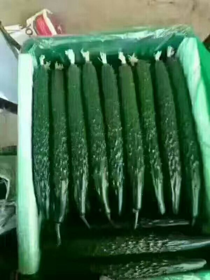 黄瓜30公分以上干花带刺量大，欢迎前来收购
