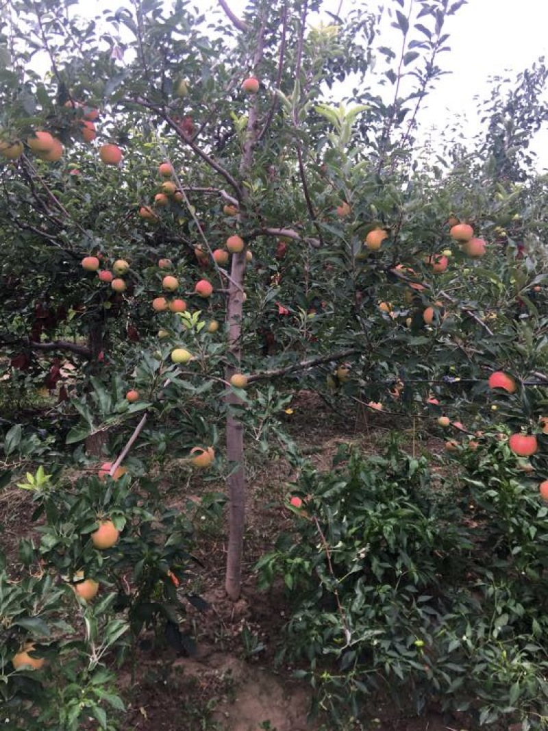 嘎啦苹果65mm以上光果