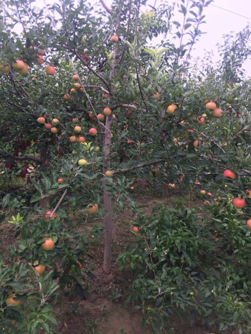 嘎啦苹果65mm以上光果