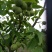 花椒苗0.5~1年