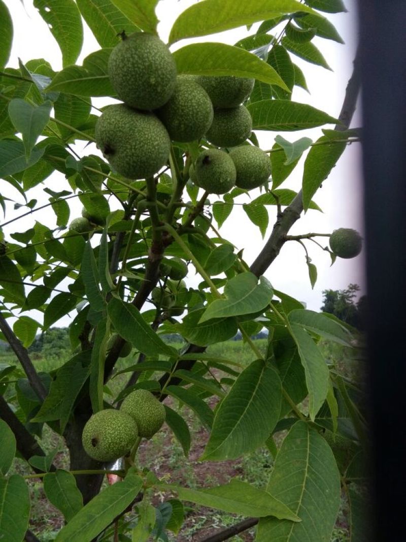 花椒苗0.5~1年