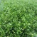 花椒苗0.5~1年
