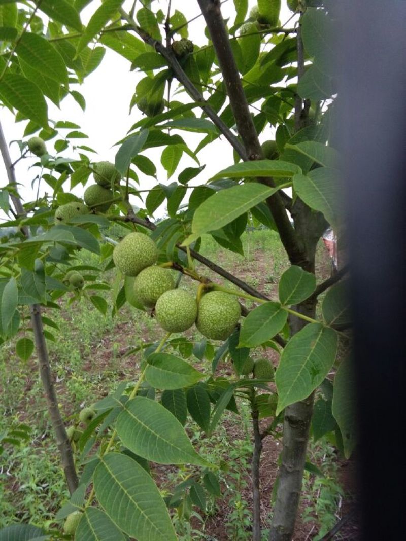花椒苗0.5~1年