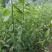 花椒苗0.5~1年