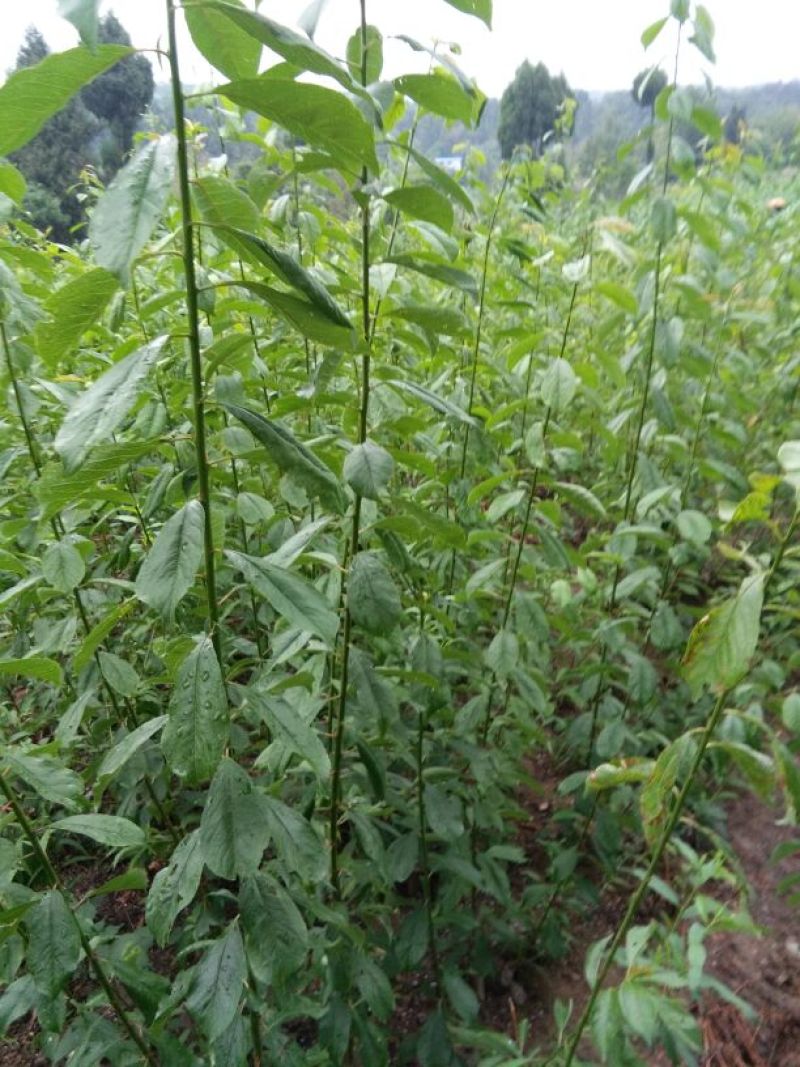 花椒苗0.5~1年
