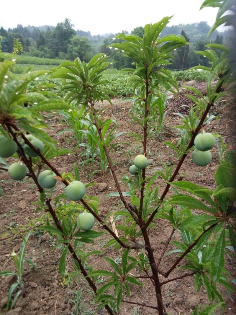 花椒苗0.5~1年