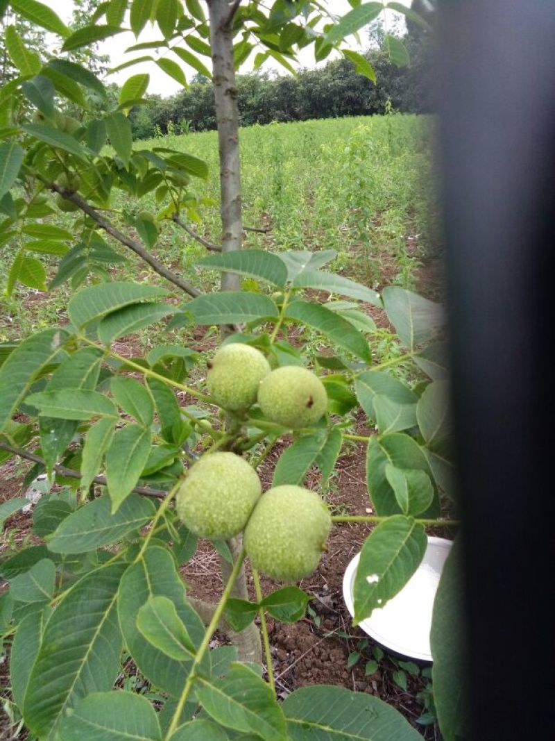 花椒苗0.5~1年