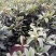 花椒苗0.5~1年