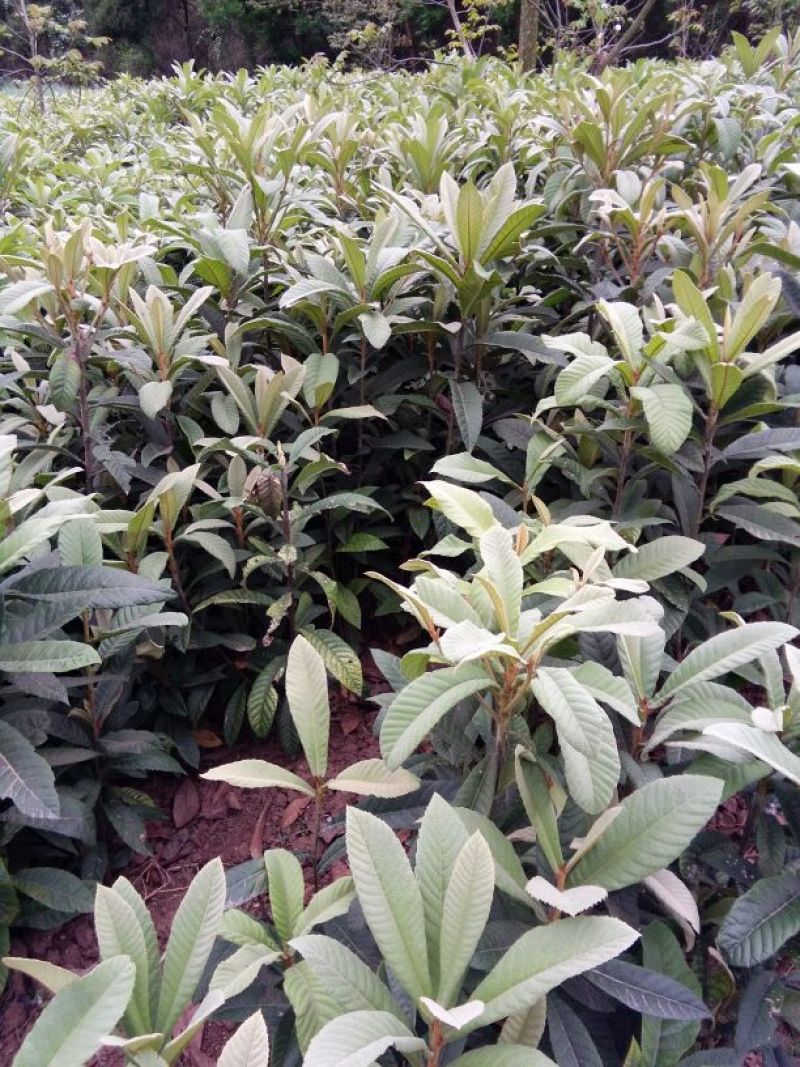 花椒苗0.5~1年