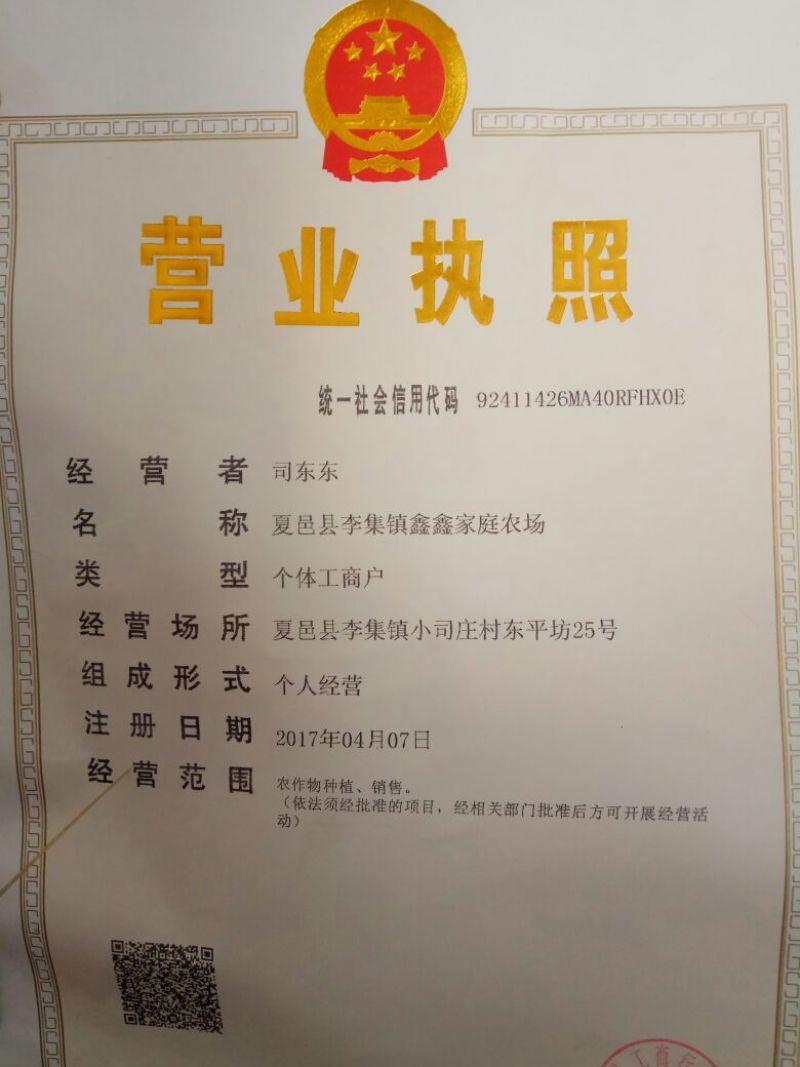 黄心菜，青杂三号白菜大量上市