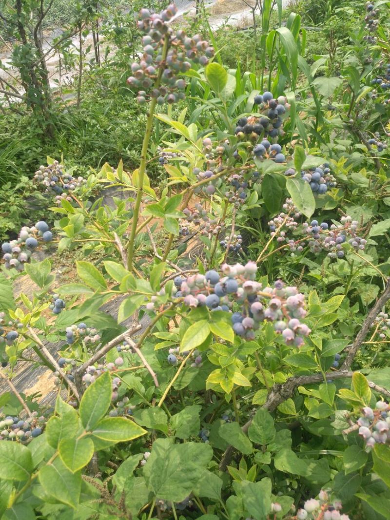 蓝莓苗10~20cm1~2年