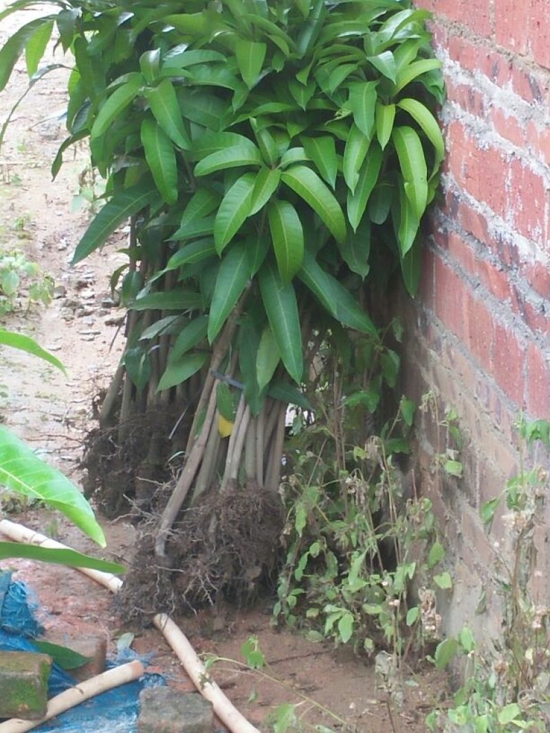 金煌芒树苗金煌芒果苗