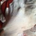 猪皮肥膘
