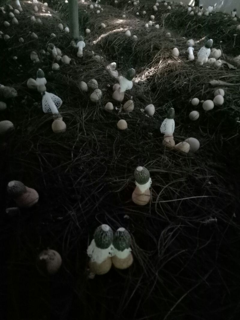 竹荪三级