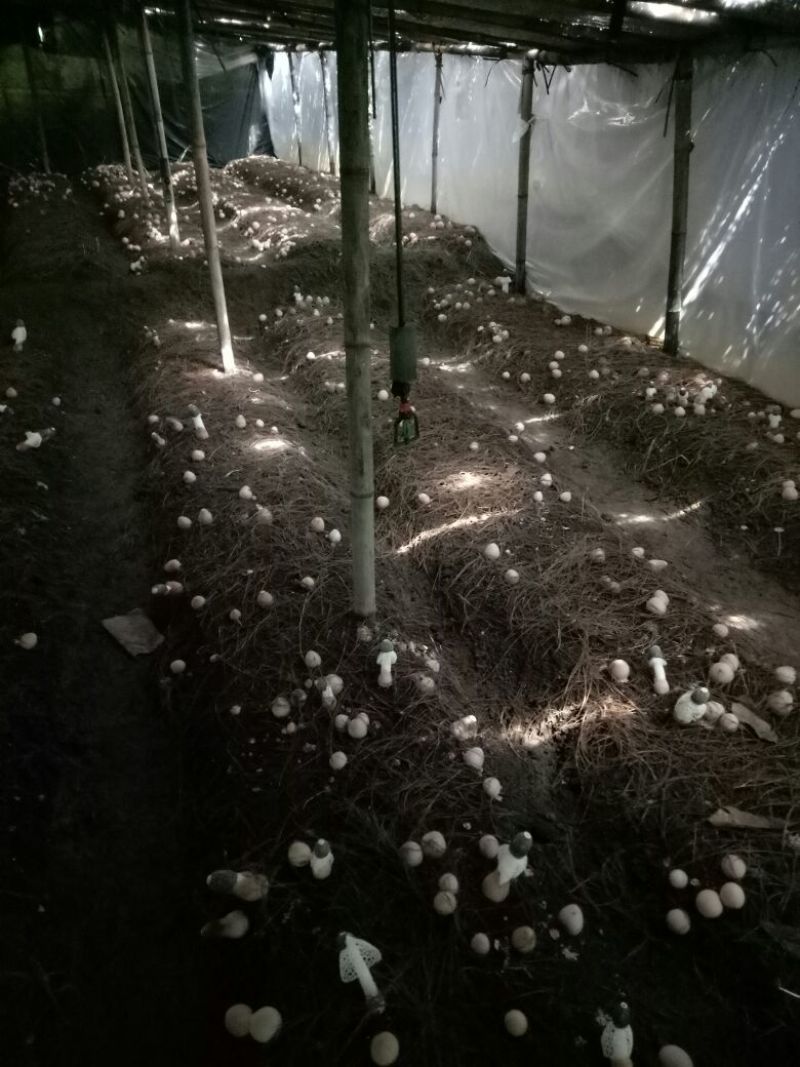 竹荪三级