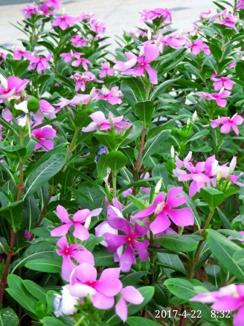 长春花包邮.产地广东德庆县.适应性极强