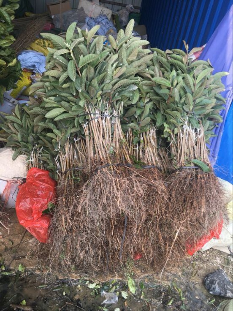 西瓜番石榴苗30~50cm