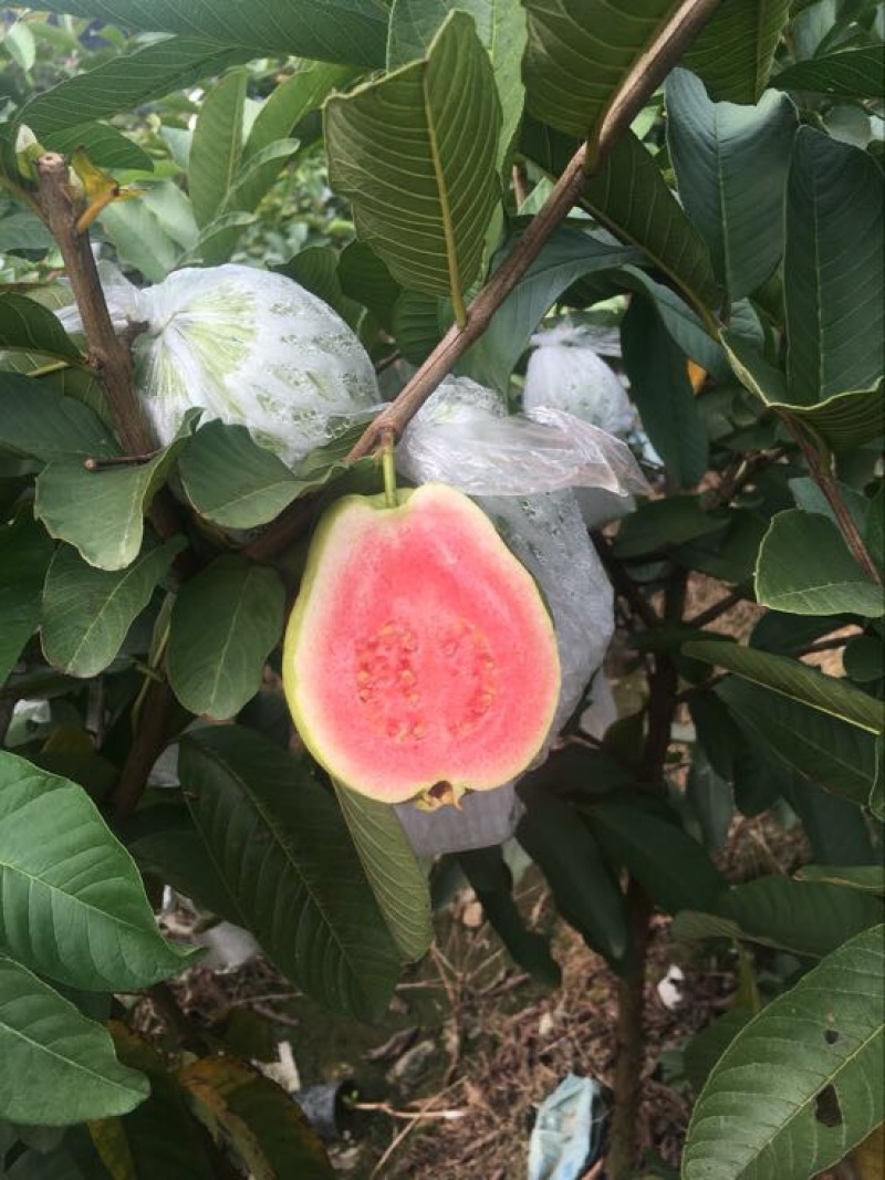 西瓜番石榴苗30~50cm