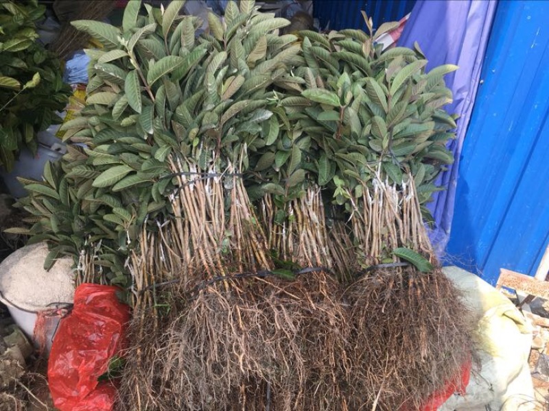 西瓜番石榴苗30~50cm