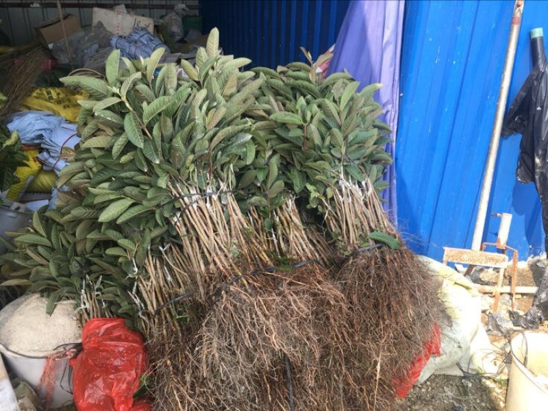 西瓜番石榴苗30~50cm