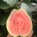 西瓜番石榴苗30~50cm