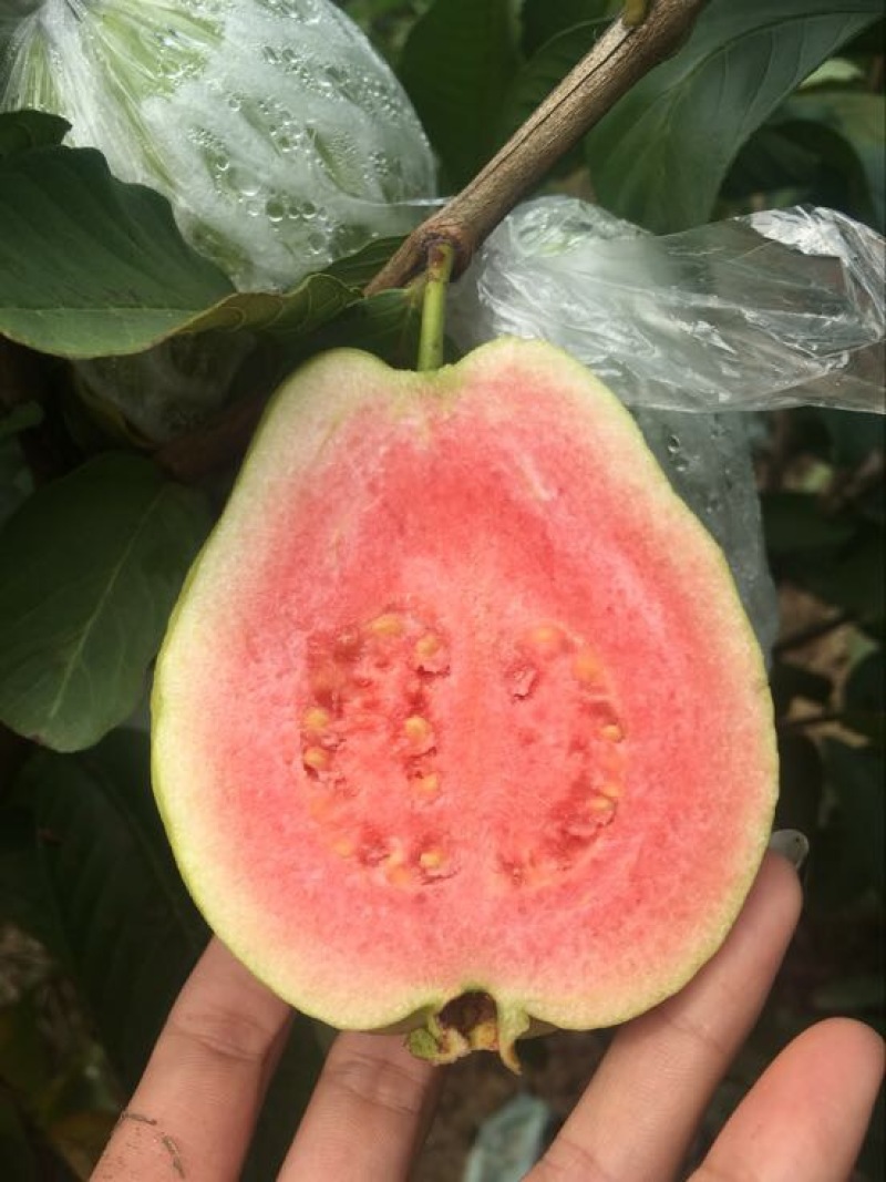 西瓜番石榴苗30~50cm