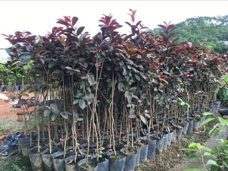 番石榴苗30~50cm