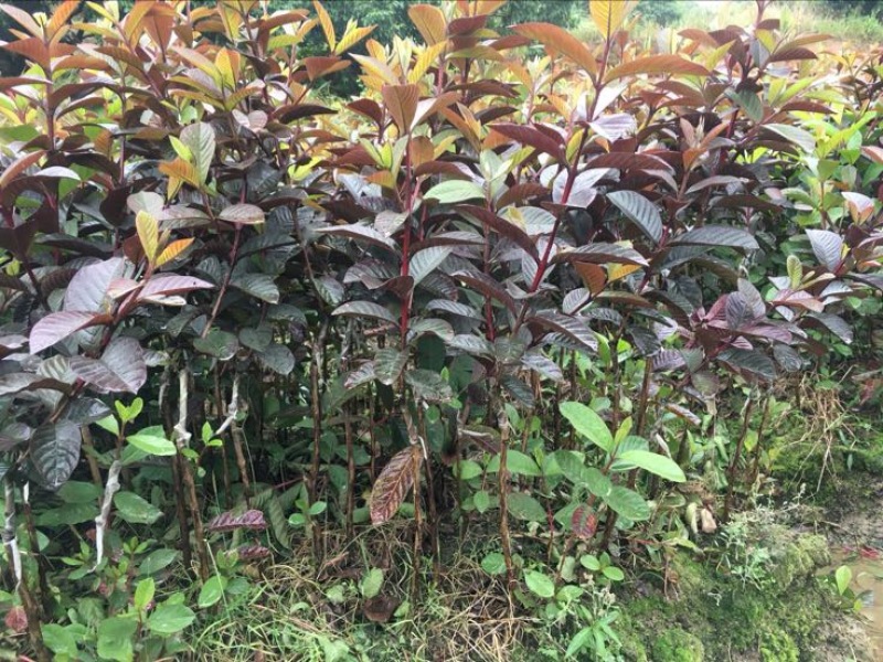 番石榴苗30~50cm