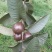 番石榴苗30~50cm