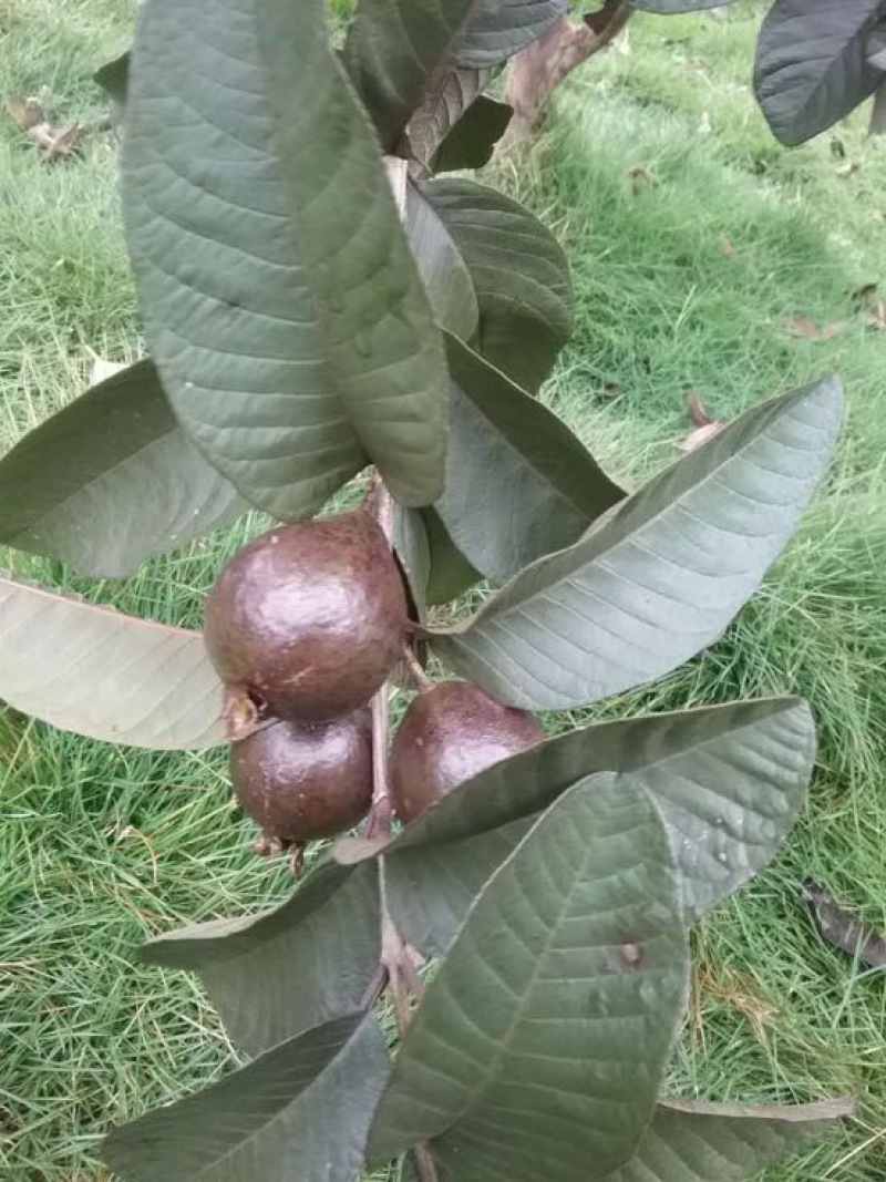 番石榴苗30~50cm