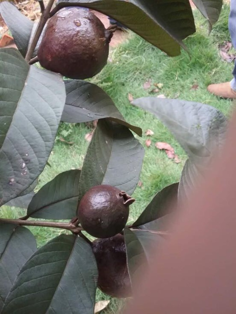 番石榴苗30~50cm