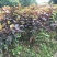 番石榴苗30~50cm