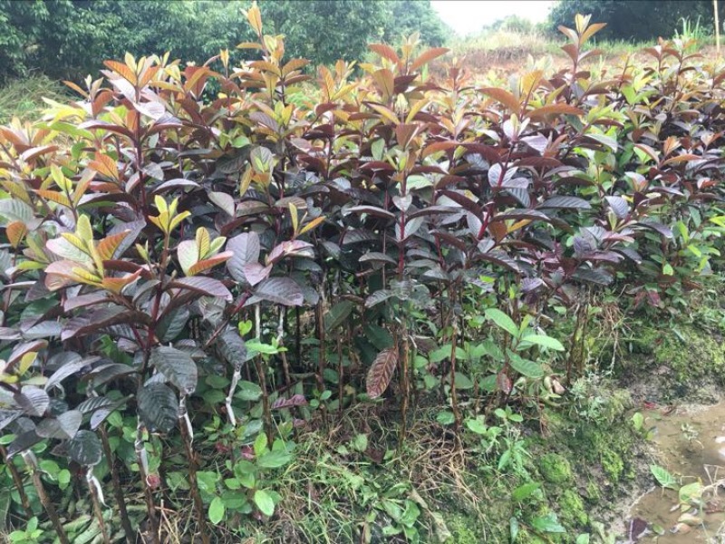 番石榴苗30~50cm