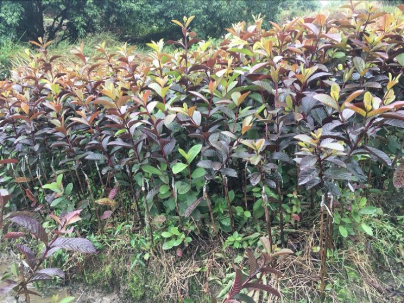 番石榴苗30~50cm