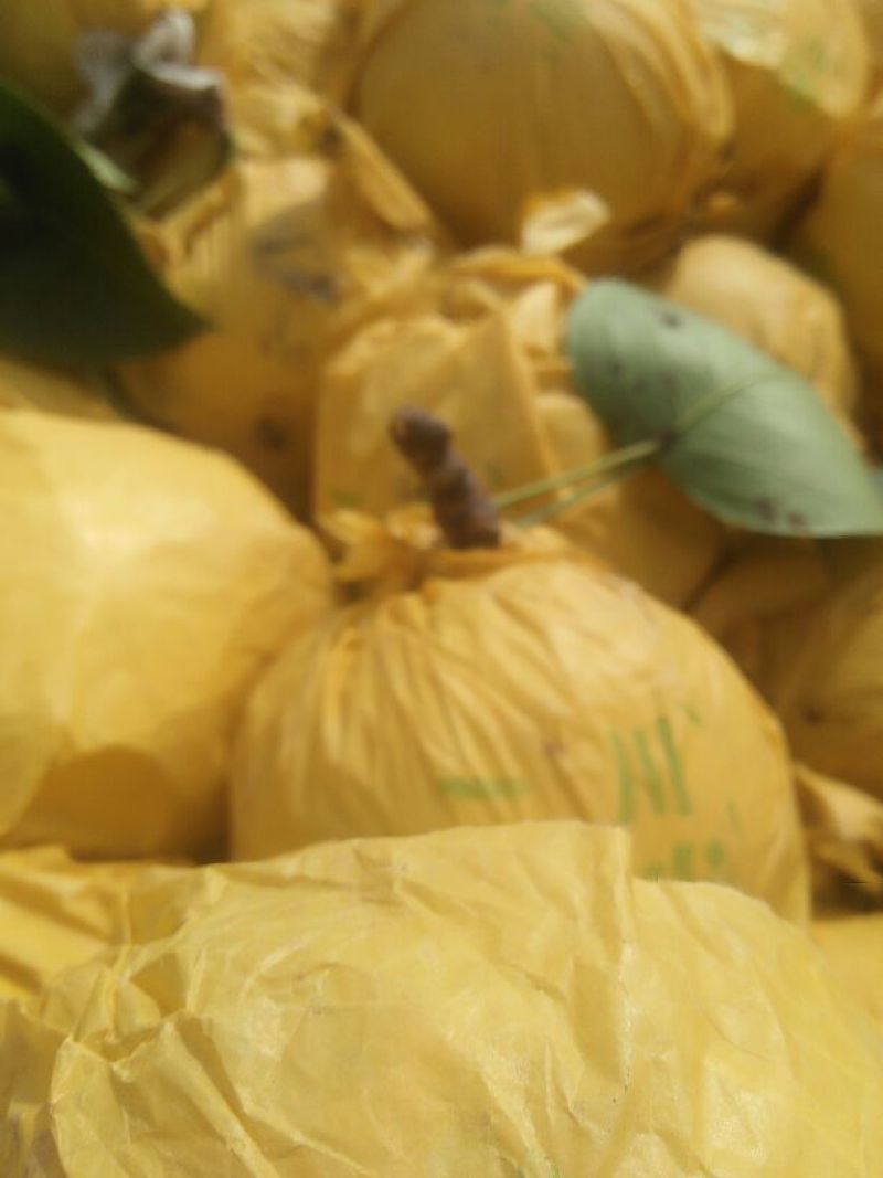 皇冠梨自然色，纸袋梨正在热卖中，欢迎客户选购。