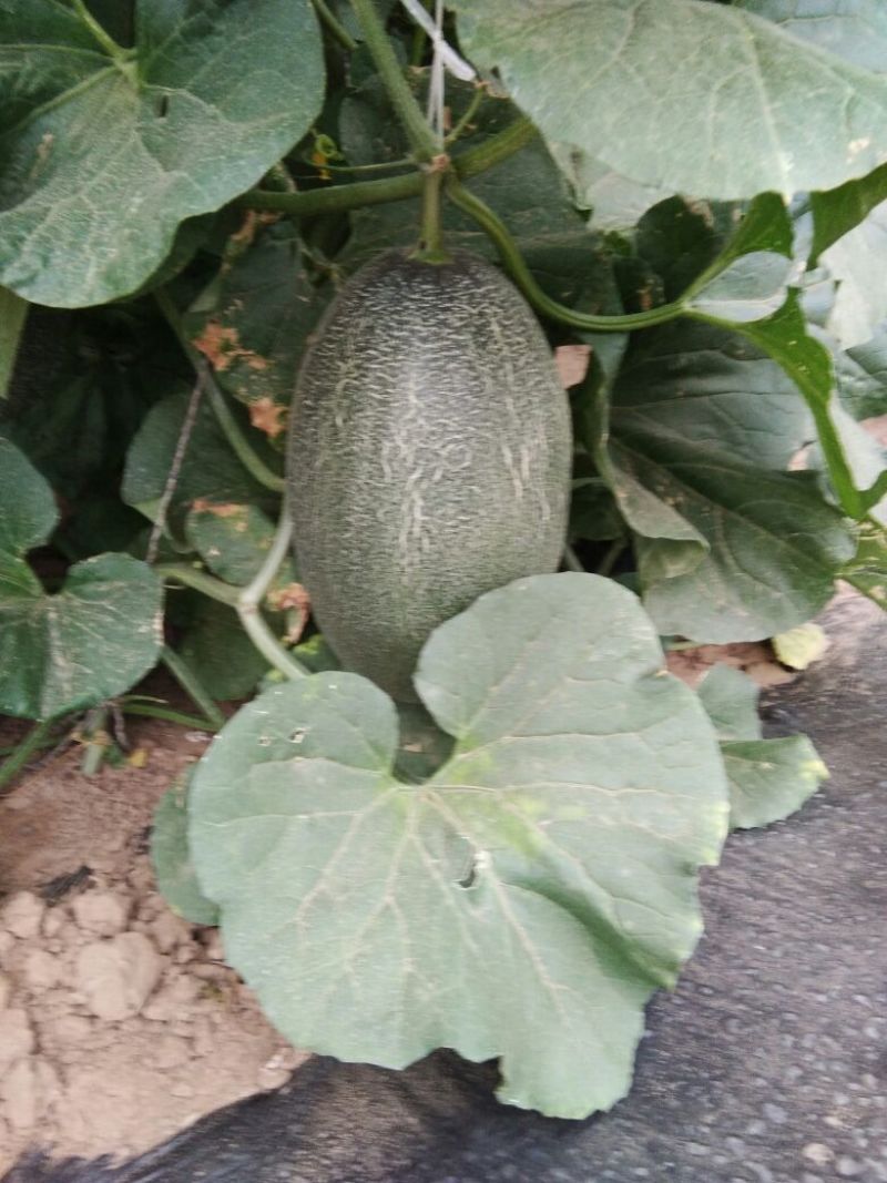 西州蜜瓜5斤以上椭圆形