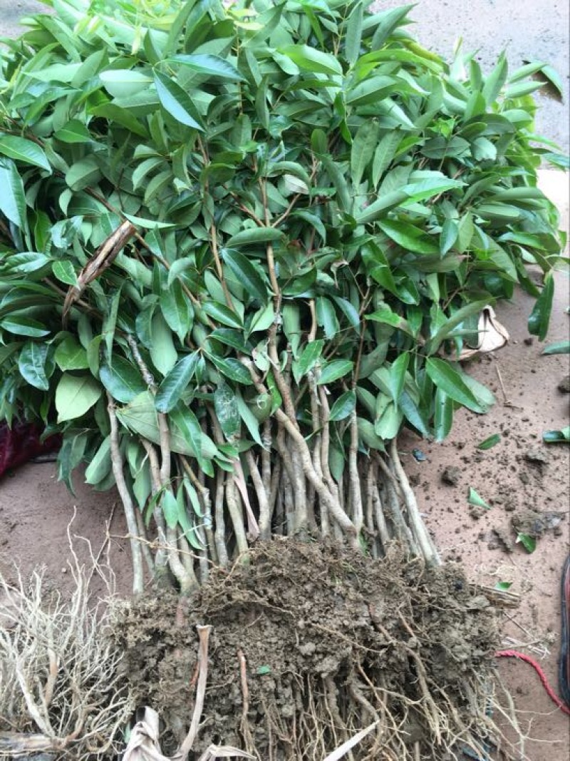 无核荔枝苗50~80cm