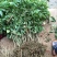 无核荔枝苗50~80cm