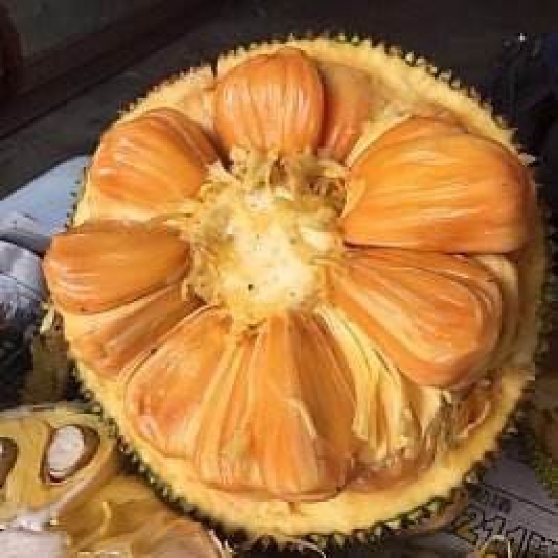 菠萝树苗